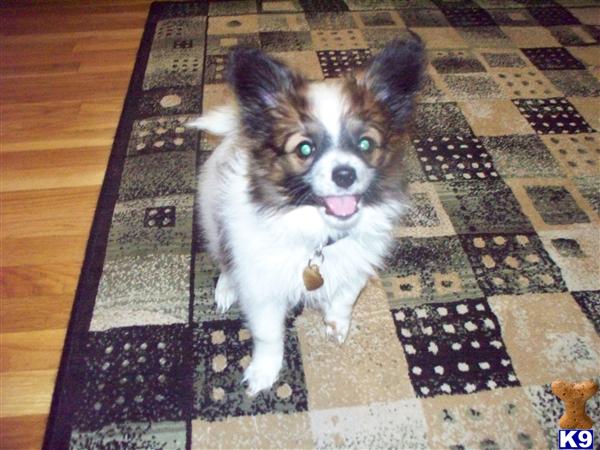 AKC Papillon Puppies